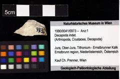 Foto (Objket + Etiketten) von Decapoda indet. 